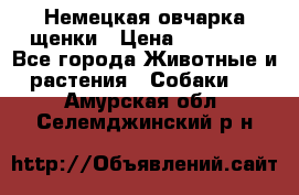 Немецкая овчарка щенки › Цена ­ 20 000 - Все города Животные и растения » Собаки   . Амурская обл.,Селемджинский р-н